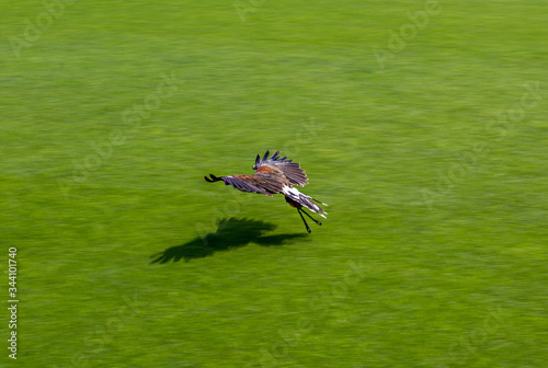 golden eagle flying over the grass