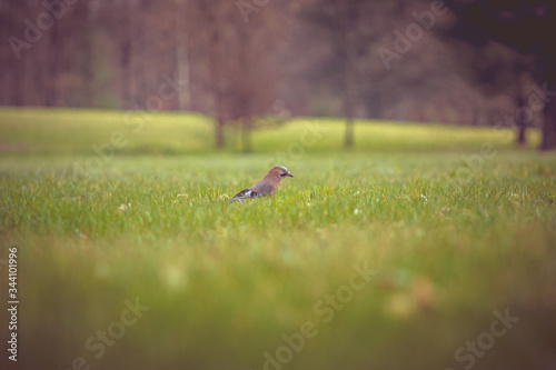 jay bird on a meadow in the grass