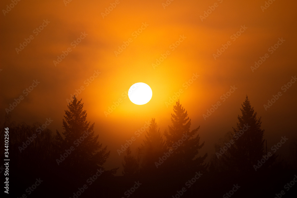 early spring sunrise on the coniferous forest early spring sunrise on the coniferous forest