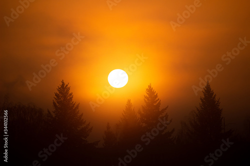 early spring sunrise on the coniferous forest