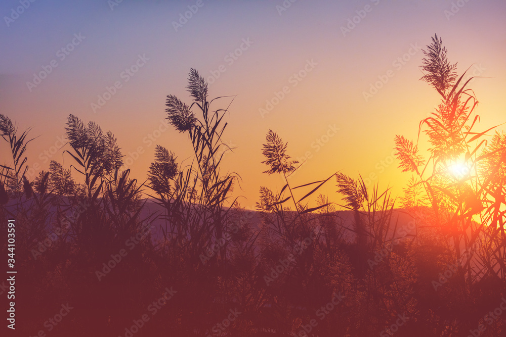 Sedge on the lake. Magical serenity sunset over the lake. Rural landscape. Beautiful wild nature