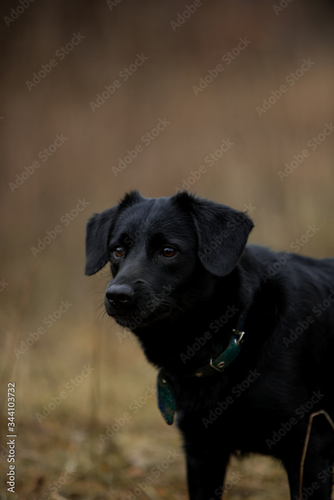 Beautiful black dog runs through the autumn forest with a stick Beautiful black dog runs through the autumn forest with a stick