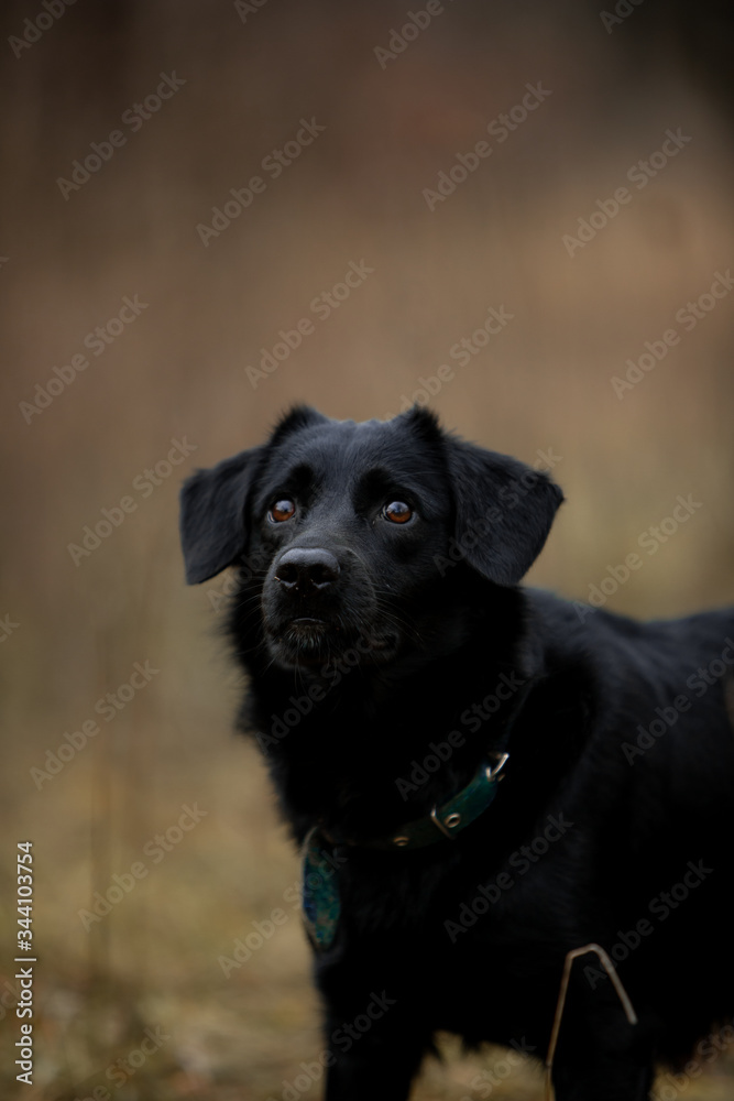 Beautiful black dog runs through the autumn forest with a stick