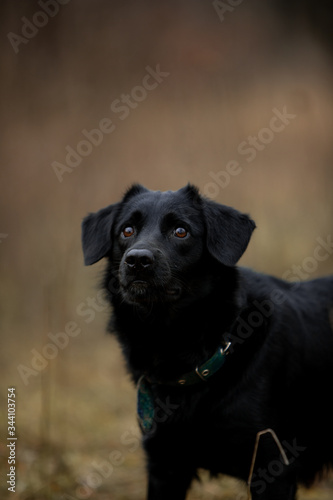 Beautiful black dog runs through the autumn forest with a stick © Мария Старосельцева