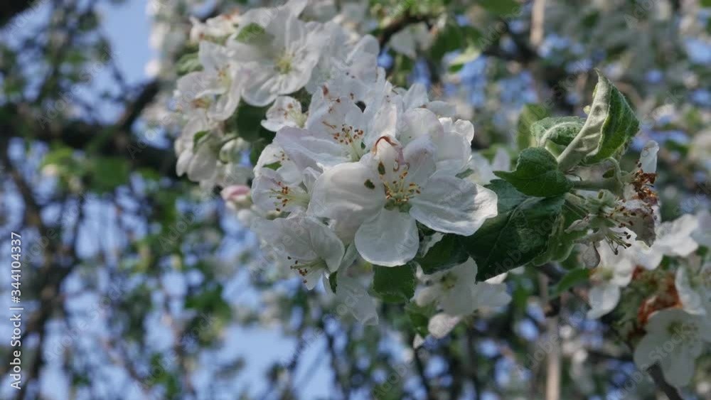 Blossom apple tree on nature green background in springtime. White spring flowers concept