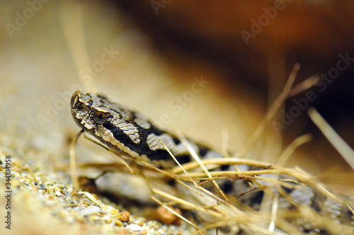 Vipère aspic (vipera aspis atra) 