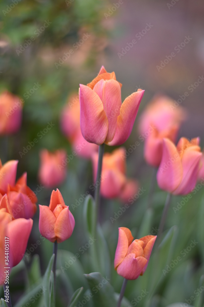 Fototapeta premium Blühende Tulpen (Tulipa)