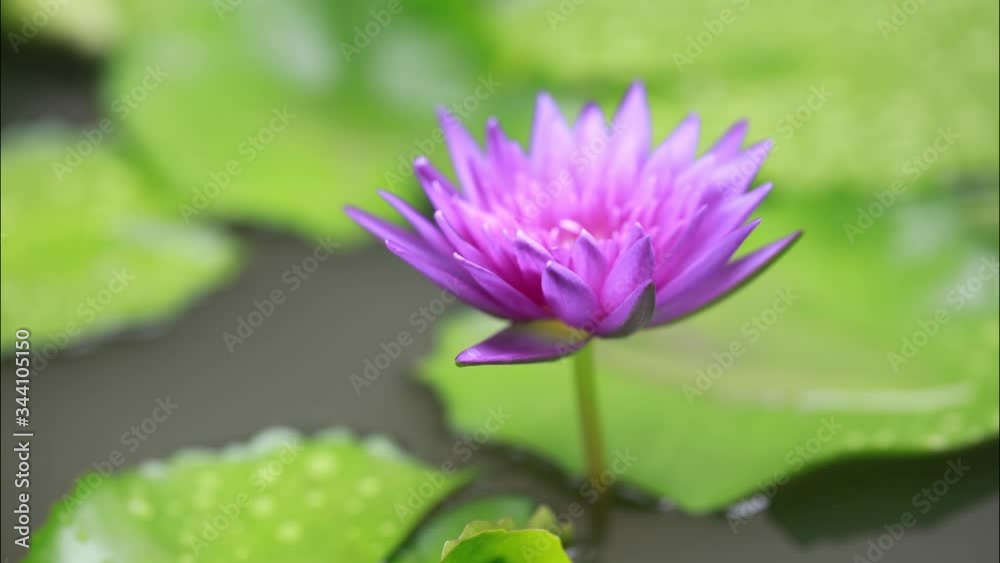 Timelapse Water Lilly Opening with white background Timelapse Water Lilly Opening with white background