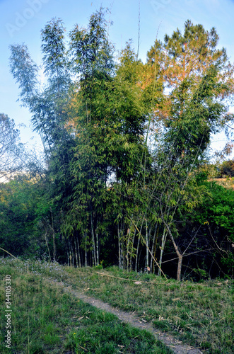 Bamboo Tree Plant in Jungle of Himachal Pradesh India 110