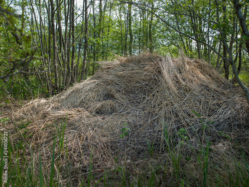 Humps of reed in forest. National Park Weerribben-Wieden Netherlands  Steenwijkerland. Spring. Overijssel.