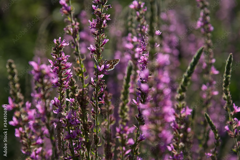 A cute butterfly with wings outlined in white,  drinks nectar from a pink flower on a sunny day. Wild colorful meadows bloom in Spring.