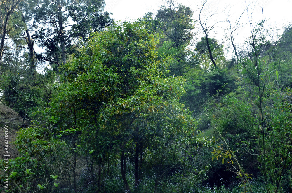 Green Leafs Plant in Forest of Himachal Pradesh India Green Leafs Plant in Forest of Himachal Pradesh India