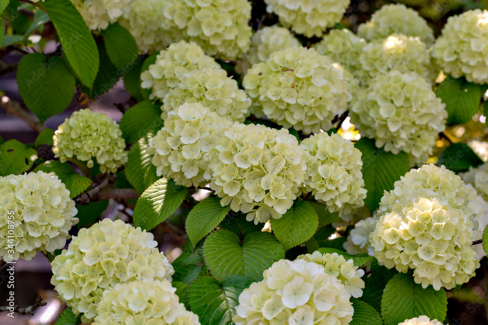 Blooming of Japanese snowball (Viburnum plicatum var. plicatum f. plicatum) in Japan