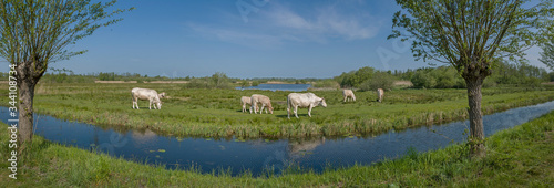 Grazing cows. Canal. National Park Weerribben-Wieden Netherlands Steenwijkerland. Spring. Panorama.
