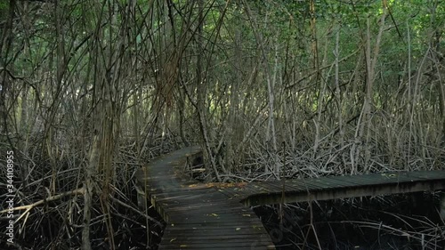 First Person view of walking through the swamp on a boardwalk photo