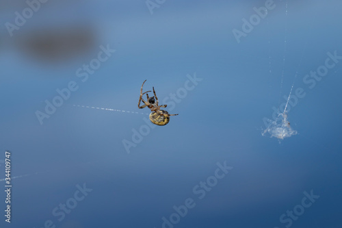 Spider. Insect. National Park Weerribben-Wieden Netherlands  Steenwijkerland. Spring. © A