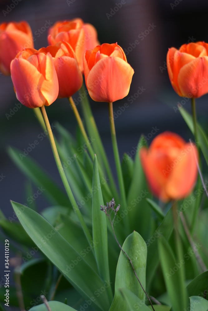 Blühende Tulpen (Tulipa) Blühende Tulpen (Tulipa)