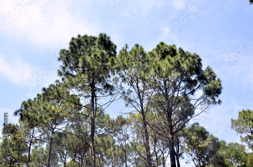 Pine Tree s Top in Blue Sky of  Himachal Pradesh India