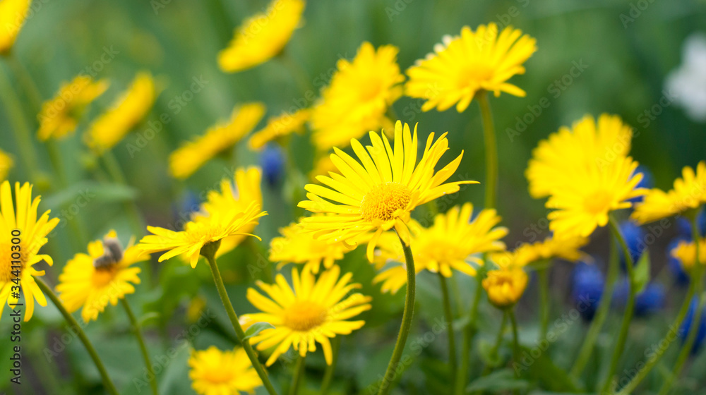 Yellow daisies. Green plants. Spring meadow Yellow daisies. Green plants. Spring meadow