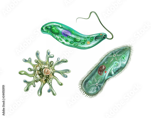 Protozoa Amoeba Proteus, Paramecium caudatum, Euglena viridis photo