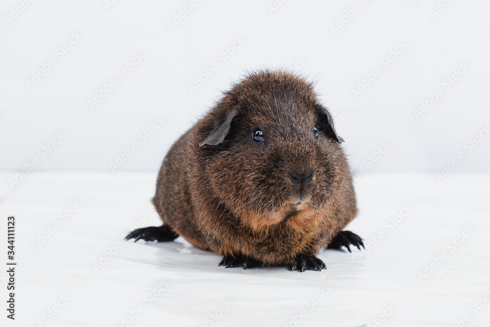 Meerschweinchen Wolfgang Meerschweinchen Wolfgang