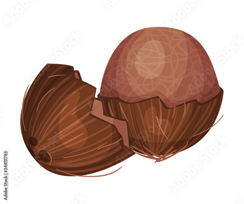 Whole Coconut with Brown Fibrous Husk Vector Illustration