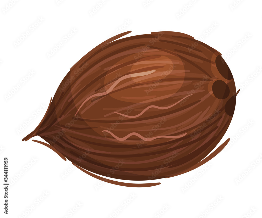 Whole Coconut with Brown Fibrous Husk Vector Illustration Whole Coconut with Brown Fibrous Husk Vector Illustration