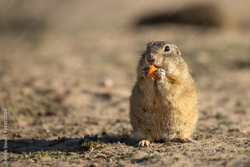 Beautiful and cute ground squirrel with carrot. Amazing animal, quick, surprised, amusing. Natural, wildlife shot. Peaceful and warm spring afternoon. Beautiful and cute ground squirrel with carrot. Amazing animal, quick, surprised, amusing. Natural, wildlife shot. Peaceful and warm spring afternoon.