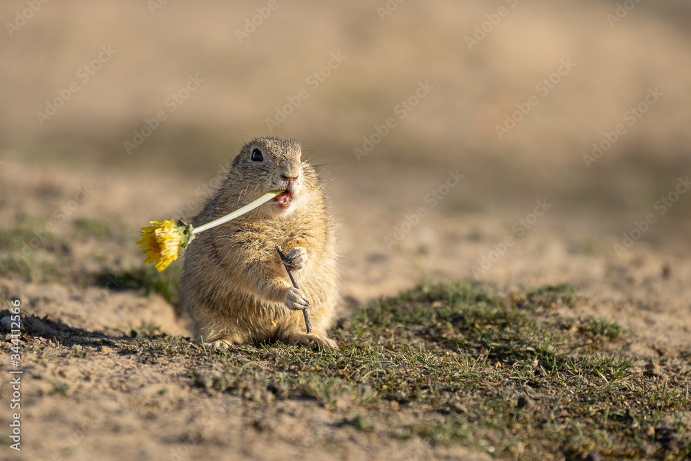Beautiful and cute ground squirrel with dandelion.  Amazing animal, quick, surprised, amusing. Natural, wildlife shot. Peaceful and warm spring afternoon.