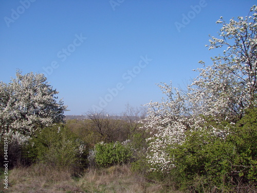 Landscape of coastal hills near Dnieper covered with flowering shrubs and trees against a background of blue spring sky in the middle of April day.