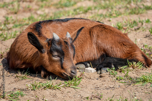 Young brown goat in grass field at spring