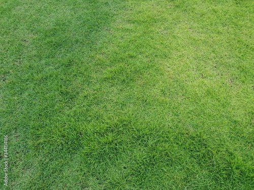 Green grass background in the park with copy space.Green lawn texture
