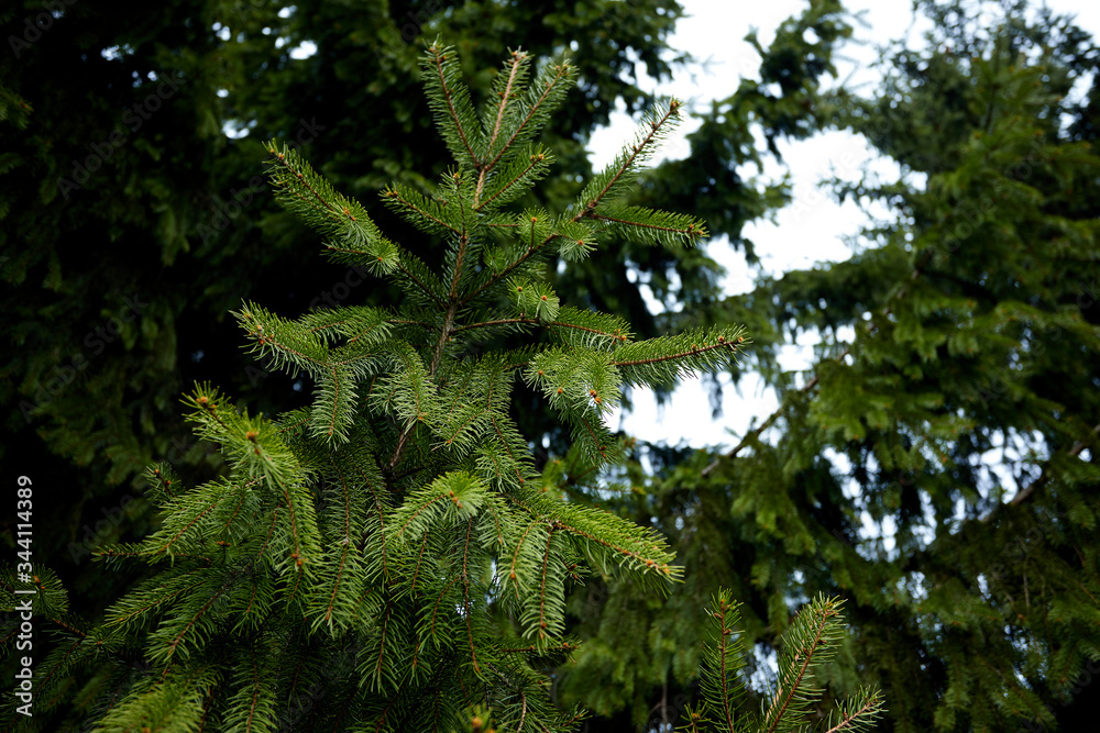 Fototapeta premium green fir branch, nature background