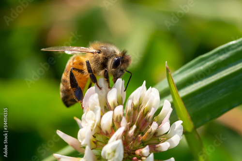 ミツバチとシロツメグサ　１ © kurodama