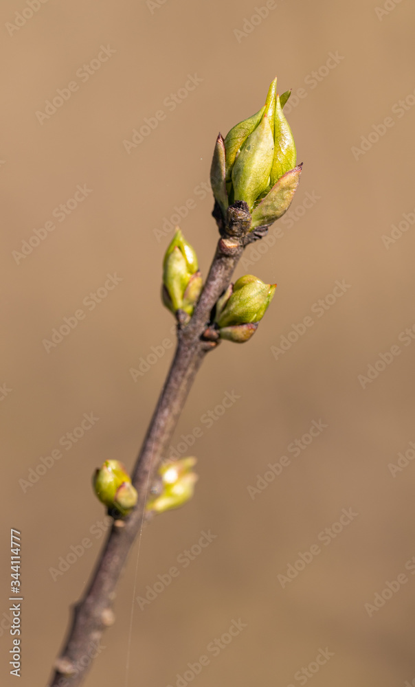 tip of tree twig with opening leaf buds tip of tree twig with opening leaf buds