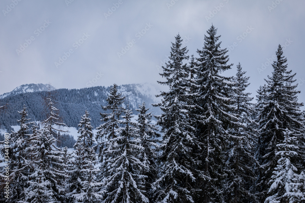 Alberi innevati in Sud Tirolo, Austria