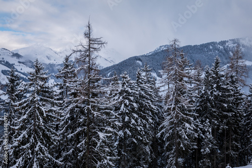 Alberi innevati in Sud Tirolo, Alpbachtal, Austria © Graziano