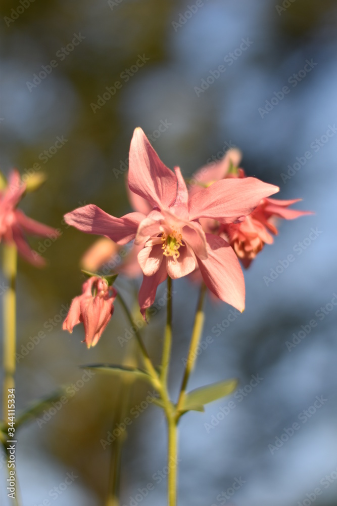 Blühende Akelei (Aquilegia) Blühende Akelei (Aquilegia)