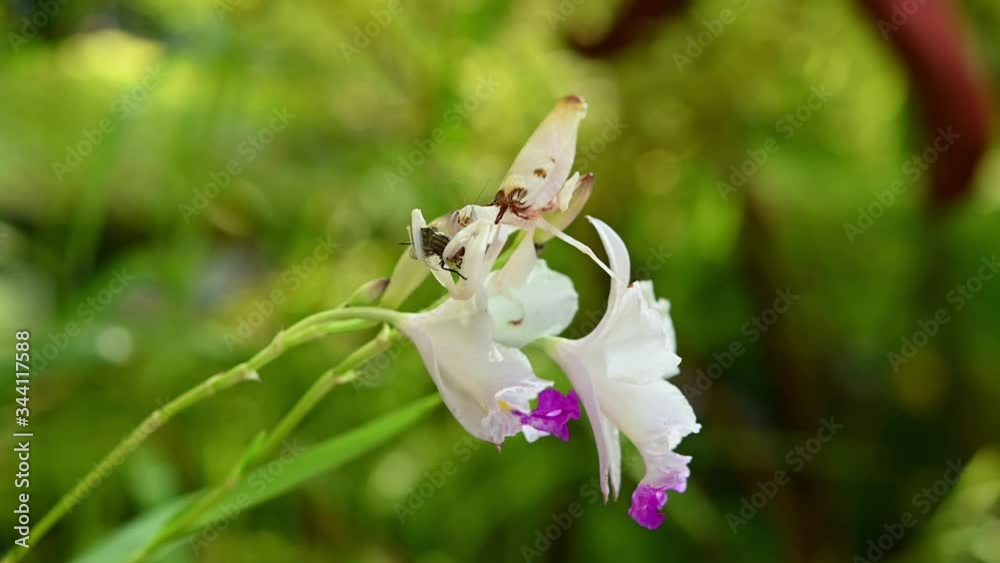 Orchid Mantis, Hymenopus coronatus; clipping the fly in its two forelegs while eating it on orchid flowers, also ate the worms coming out of the fly. Orchid Mantis, Hymenopus coronatus; clipping the fly in its two forelegs while eating it on orchid flowers, also ate the worms coming out of the fly.