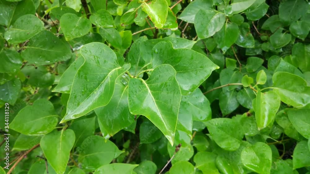 Wet leaves of syringa plant in summer garden Wet leaves of syringa plant in summer garden