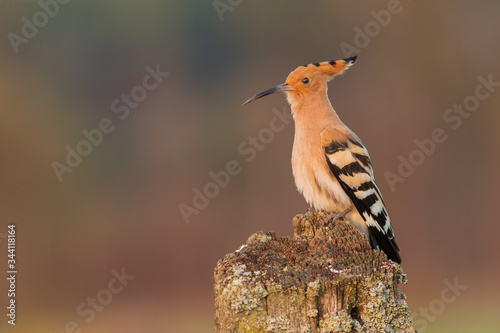 Eurasian Hoopoe or Common hoopoe (Upupa epops)