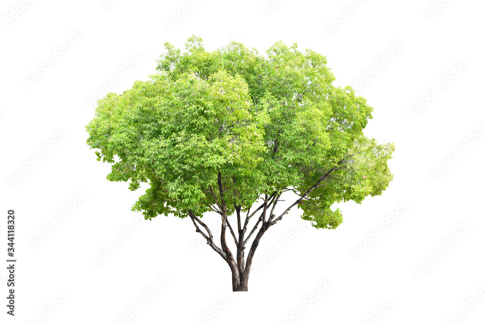 Isolated bullet wood tree with clipping paths on white background. Isolated bullet wood tree with clipping paths on white background.