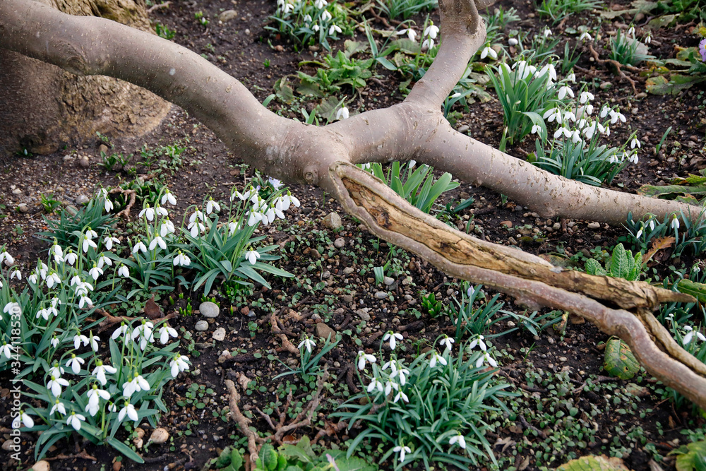 Schneeglöckchen (Galanthus) oder Frühlingsknotenblume (Leucojum vernum) Frühblüher mit weißen Blüten