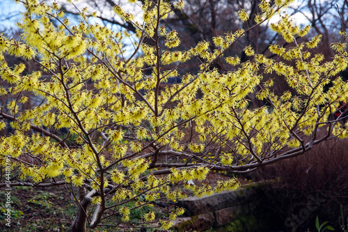 Zaubernuss (Hamamelis) Zierstrauch mit gelben Blüten