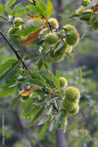  Edelkastanie (Castanea sativa) Früchte am Baum