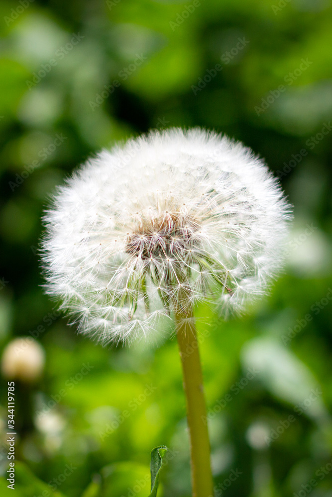 Fototapeta premium dandelion seed head