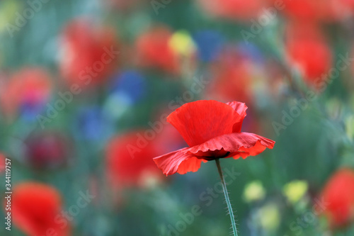 Beautiful red Poppy is growing in a field or meadow full of poppies in an agricultural Environment. 