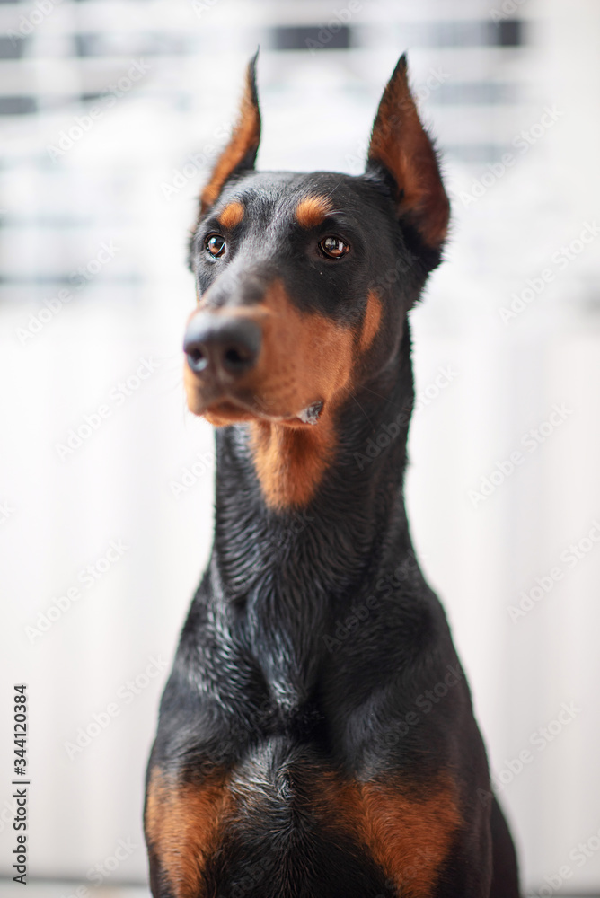 Portrait of a Doberman. Photographed close-up in a city apartment.