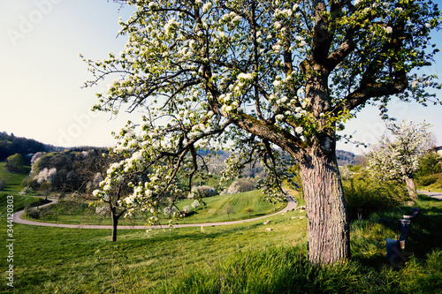 View of springtime landscape in Odenwald with hills, meadows, blooming apple trees, sky, clouds and a curved trail near Rippenweier, Weinheim, Baden-Württemberg in Germany, Europe.