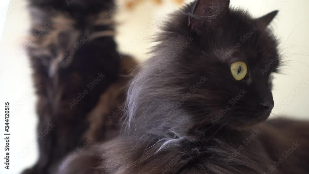The cat looks surprised. Funny cats. Funny cats.Black cats are twins. Two black cats look at the camera. The cat looks surprised. Funny cats. Funny cats.Black cats are twins. Two black cats look at the camera.